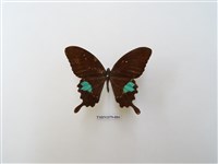 藏品(臺灣琉璃翠鳳蝶)的圖片